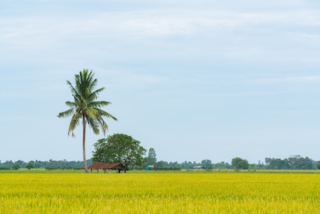 Campo de arroz en el campo