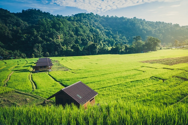 Campo de arroz con casas tradicionales.