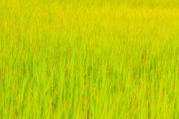 Campo de arroz con cáscara verde fresco en Tailandia