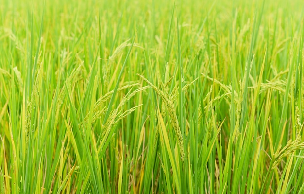 Campo de arroz con cáscara verde