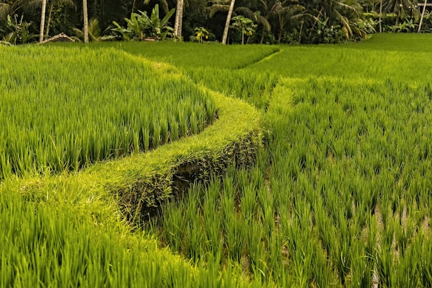 Campo de arroz de cerca en Bali, Indonesia