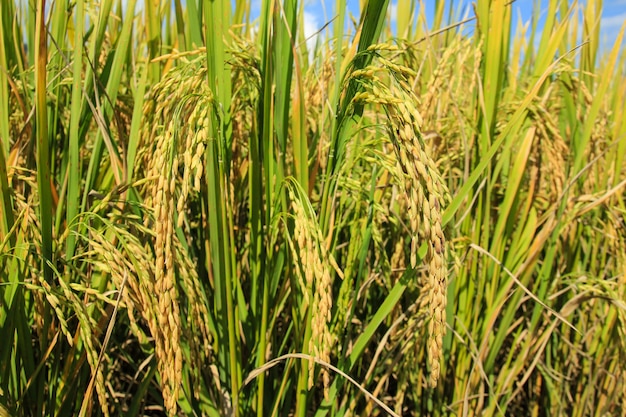 Campo de arroz en Chiang Mai, Tailandia.