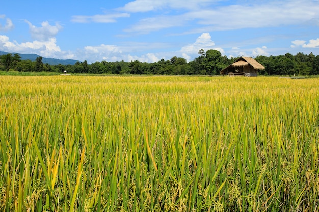 Campo de arroz en Chiang Mai, Tailandia.