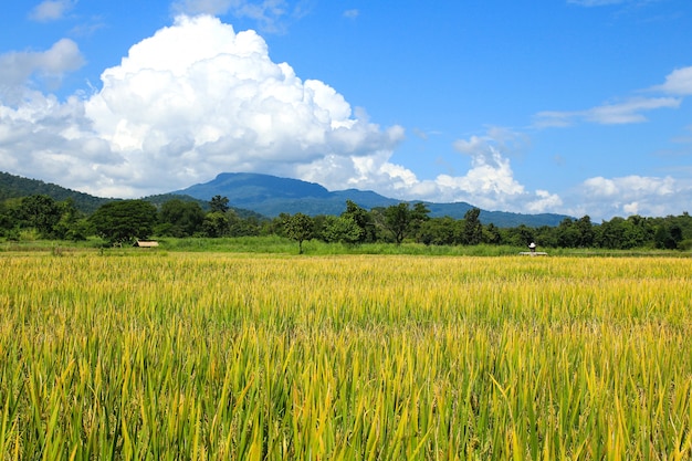 Foto campo de arroz en chiang mai, tailandia.