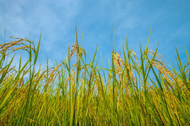 campo de arroz y cielo azul