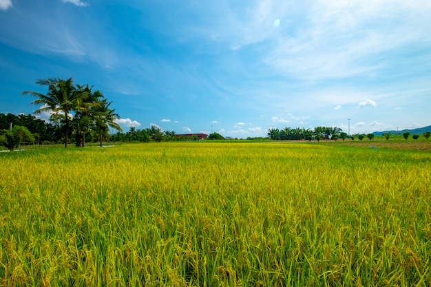 campo de arroz y cielo azul