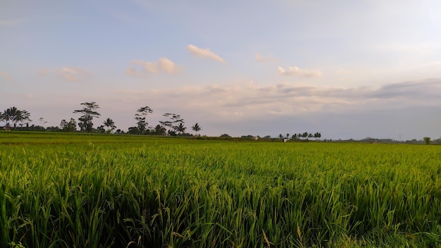 Un campo de arroz con el cielo de la tarde.