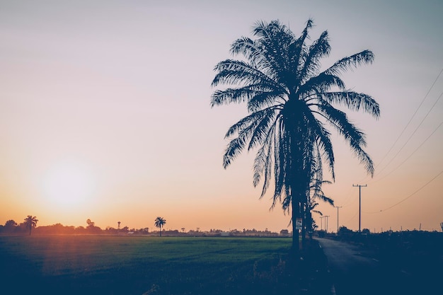 Campo de arroz cocoteros al atardecer naturaleza Asia fondo