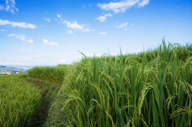 Campo de arroz en la colina.