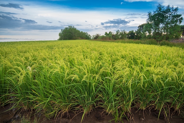 Campo arroz, com, luminoso, azul, céu