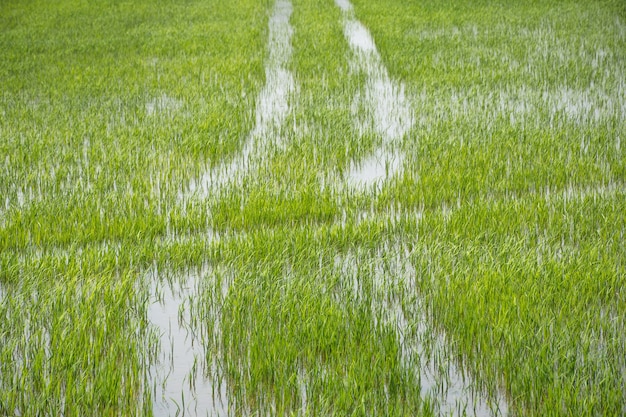 El campo del arroz en el crecimiento exuberante del color verde de arroz de arroz es una agricultura en Asia