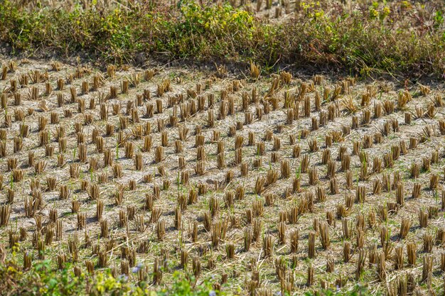 Campo de arroz después de cosechado en Pai, Tailandia