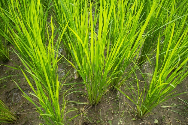 campo de arroz en un día soleado.