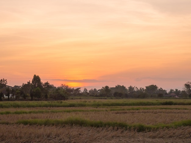 Campo de arroz dorado bajo el cielo del atardecer en Tailandia