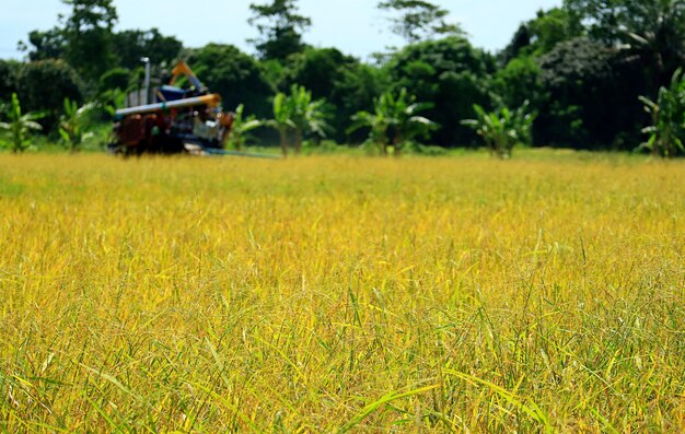 El campo de arroz dorado en la temporada de cosecha con el funcionamiento de la máquina cosechadora borrosa