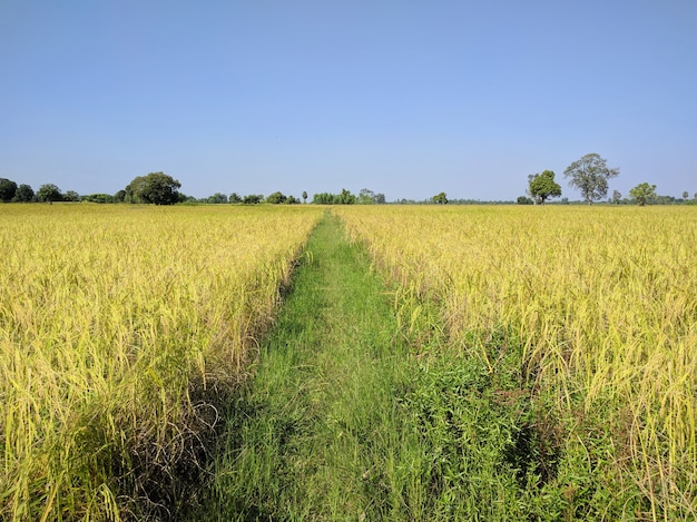 Campo arroz, e, céu azul