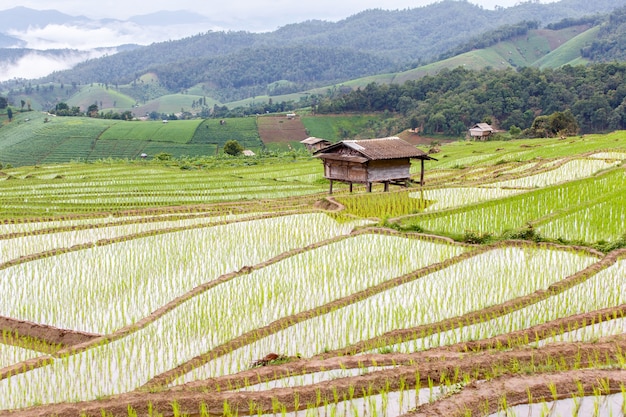 Campo arroz, em, tailandia