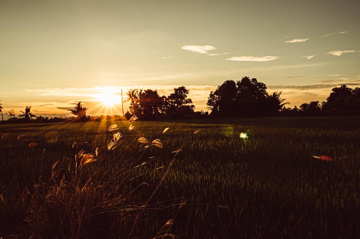 Foto campo de arroz de enfoque suave y fondo del cielo al atardecer con rayos de sol