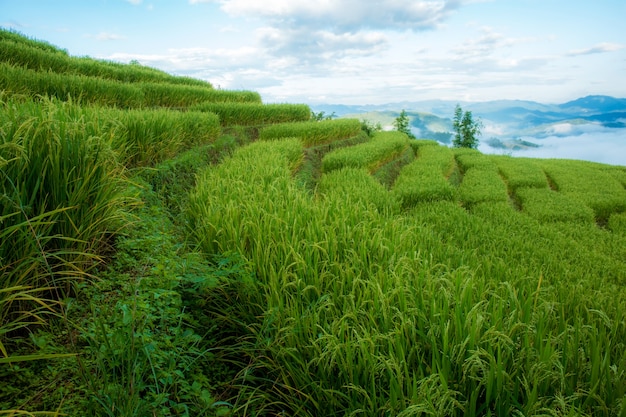 Campo de arroz de la escalera en la colina.