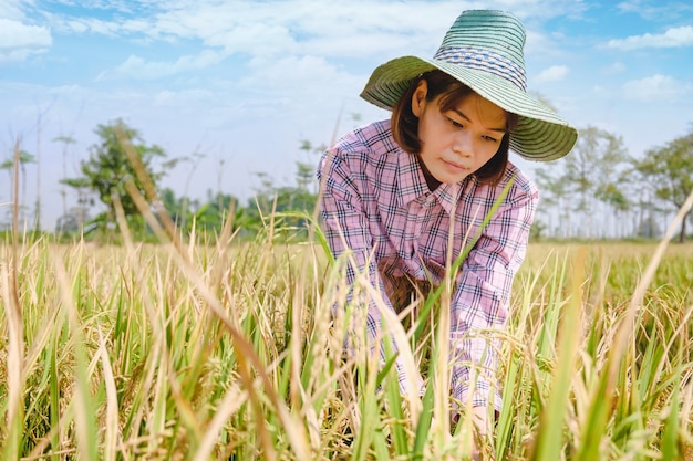 Campo de arroz feliz del arroz de la cosecha de la mujer del granjero con el cielo azul