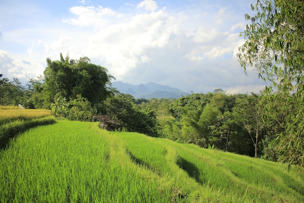 Campo de arroz con fondo de bosque