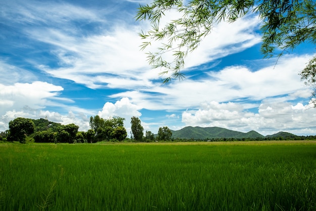 Campo de arroz, fondo del cielo de la nube