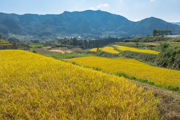 Campo de arroz y fondo de montaña Aso