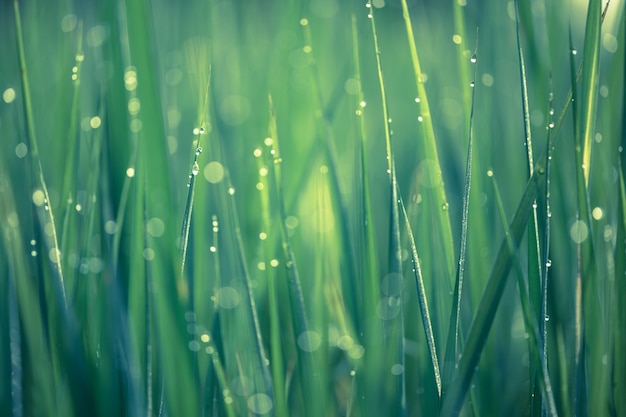 Campo de arroz con gota de rocío