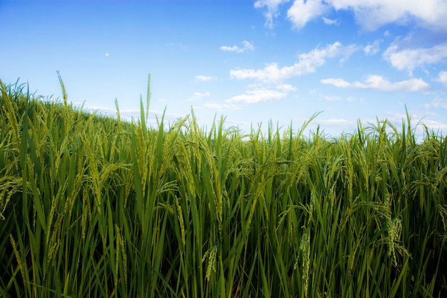 Campo de arroz con hermoso en el cielo.