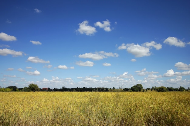 Campo de arroz y hierba amarilla con cielo azul y nubes.