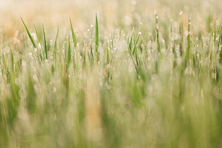 El campo de arroz, la hierba verde y el paisaje del atardecer con bokeh en primer plano y fondo
