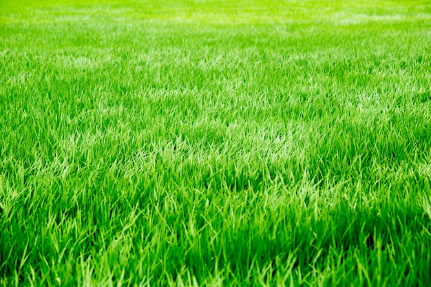 Campo de arroz de hierba verde de verano ventoso