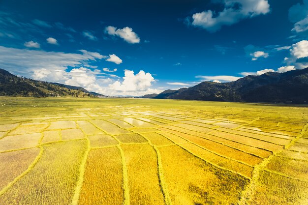 Campo de arroz del Himalaya, Nepal