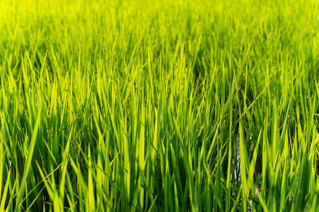 Campo de arroz con hojas verdes que crecen en plantaciones en el campo