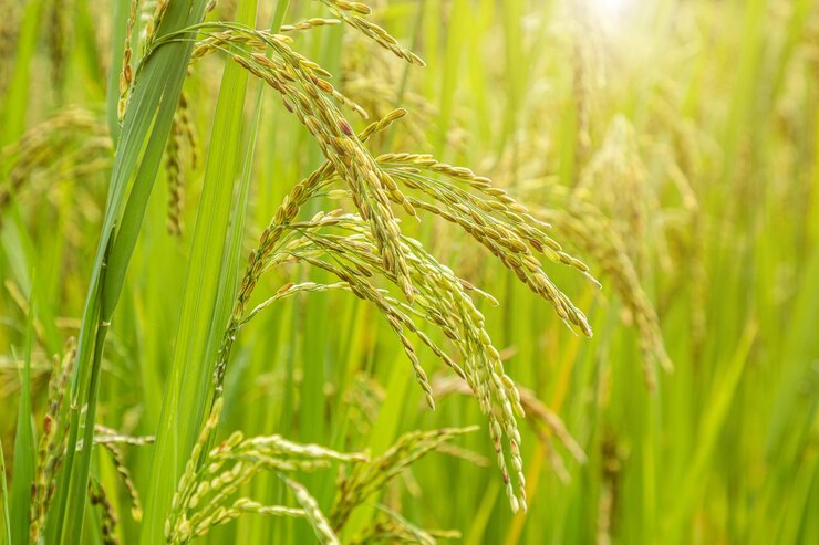 Campo de arroz jazmín Cerrar semilla de arroz amarillo hojas maduras y verdes