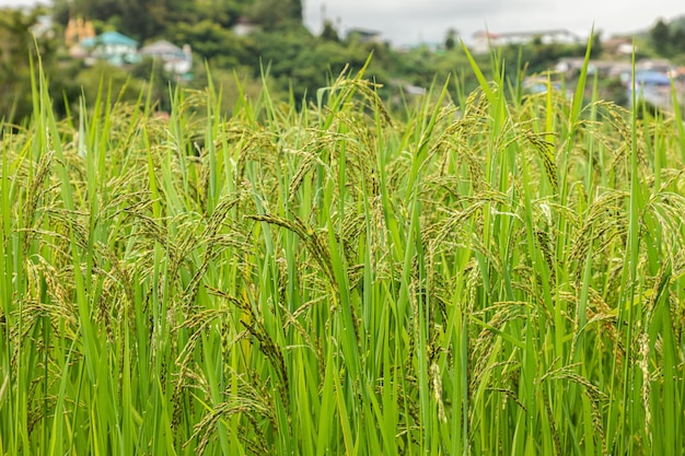 Foto campo de arroz jazmín cerrar semilla de arroz amarillo hojas maduras y verdes