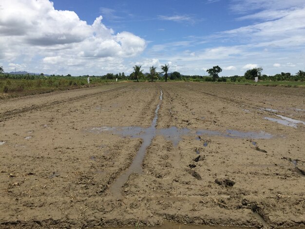 Campo de arroz jazmín tailandés local antes de la cosecha