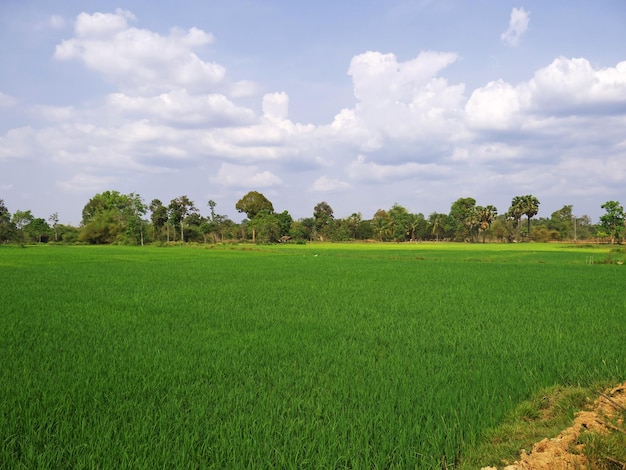 El campo de arroz Laos