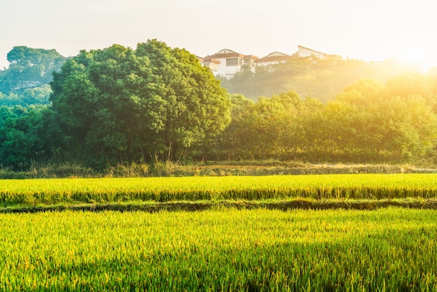 Un campo de arroz madura