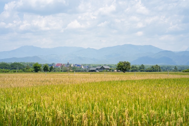 Campo de arroz maduro contra la montaña