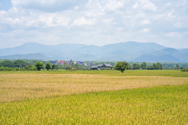 Campo de arroz maduro contra la montaña