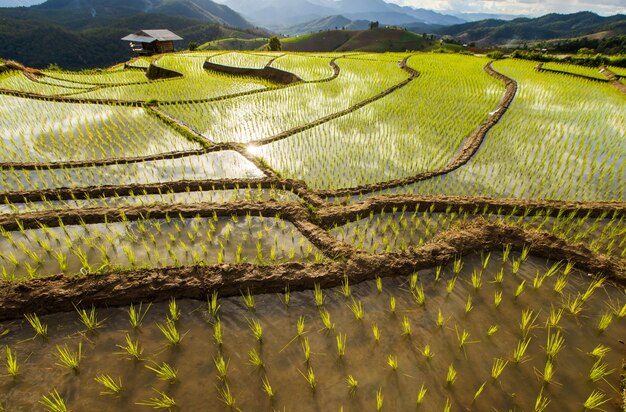 Campo de arroz en Mae Cham Chiangmai, en el norte de Tailandia