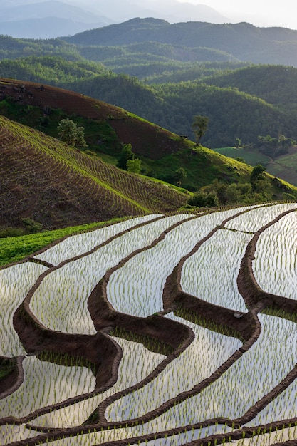 Campo de arroz en Mae Cham Chiangmai, en el norte de Tailandia