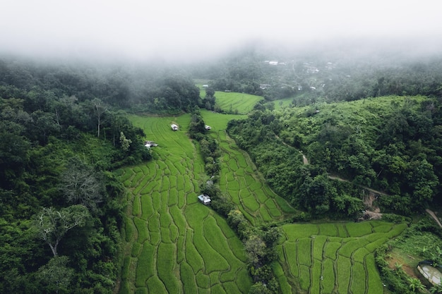 Campo de arroz en la mañana en asia