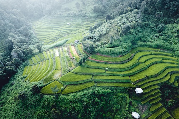 Campo de arroz en la mañana en asia