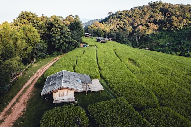 Campo de arroz en la mañana en asia