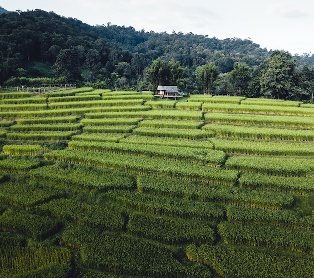 Campo de arroz en la mañana en asia