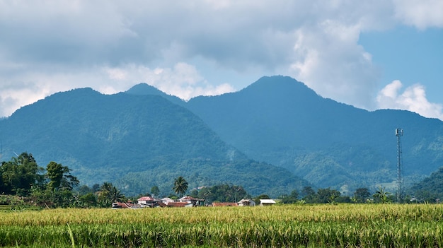 Un campo de arroz con una montaña al fondo.