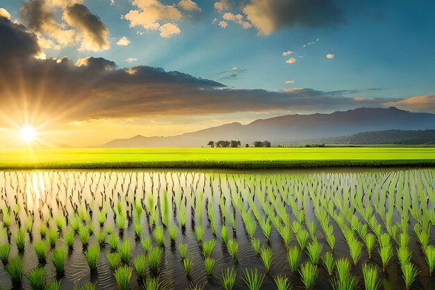 Un campo de arroz con una montaña al fondo.