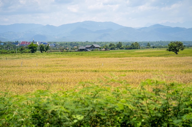 Un campo de arroz con montañas al fondo.